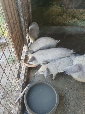 Purceluși de mangalita 