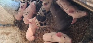 Purcei de vânzare de 9 săptămâni