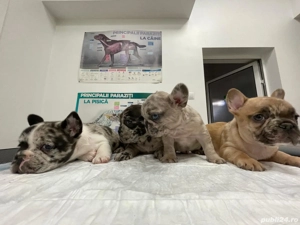 catei de vanzare - imagine 2 catei de vanzare - imagine 2