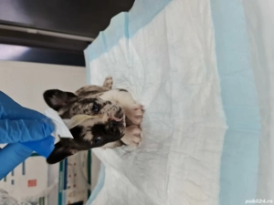 catei de vanzare - imagine 5 catei de vanzare - imagine 5