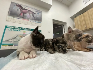 catei de vanzare - imagine 3 catei de vanzare - imagine 3