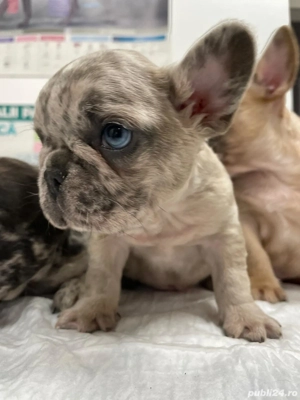 catei de vanzare - imagine 4 catei de vanzare - imagine 4