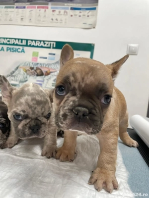 catelusi buldogi francezi - imagine 3