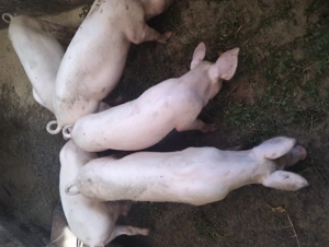 Purcei de vânzare  - imagine 2 Purcei de vânzare  - imagine 2