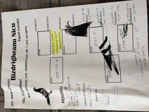 Porumbei voiajori - imagine 3