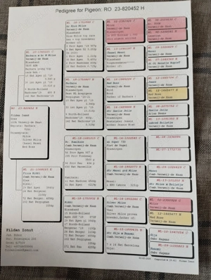 Porumbei voiajori - imagine 2