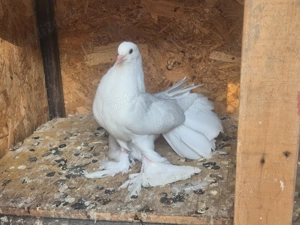 Porumbei voltati unguresti