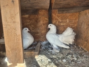 Porumbei voltati unguresti - imagine 2 Porumbei voltati unguresti - imagine 2