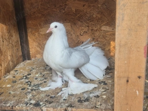 Porumbei voltati unguresti - imagine 3 Porumbei voltati unguresti - imagine 3