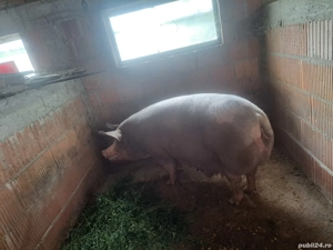 vand scoafe gestante