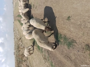 vând oi țigăi  - imagine 4