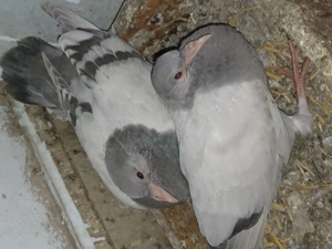 Porumbei voiajori și gălățeni - imagine 3