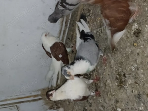 Porumbei voiajori și gălățeni - imagine 4