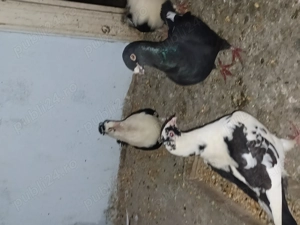 Porumbei voiajori și gălățeni - imagine 5