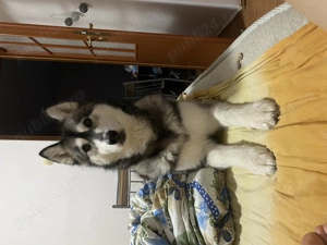 Vând Huscky Siberian  - imagine 2