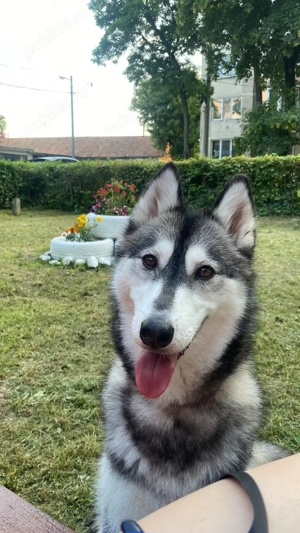 Vând Huscky Siberian