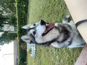 Vând Huscky Siberian  - imagine 3