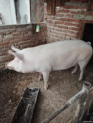 porci de vânzare 