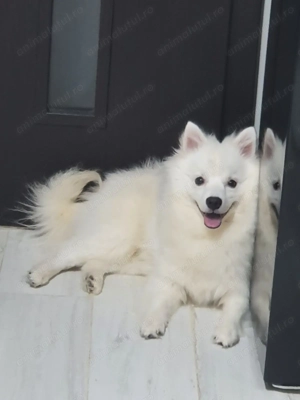 De vânzare vulpino italiano