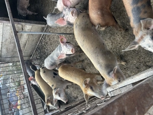 Vând sau schimb  - imagine 2