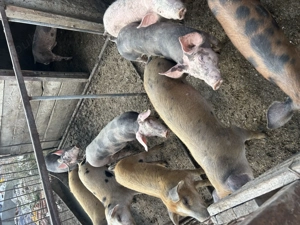 Vând sau schimb  - imagine 4