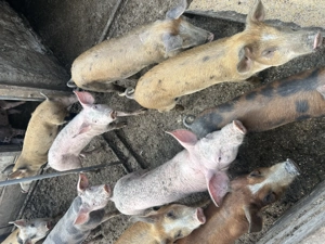 Vând sau schimb  - imagine 5