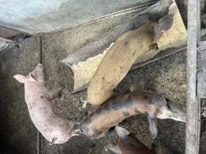 Vând sau schimb  - imagine 3