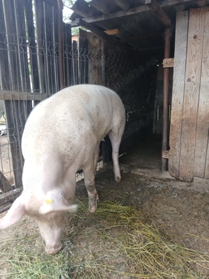 Purcea la vânzare  - imagine 3 Purcea la vânzare  - imagine 3