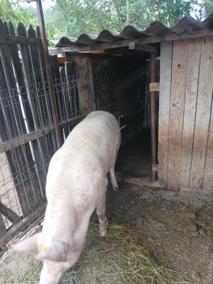 Purcea la vânzare  - imagine 2 Purcea la vânzare  - imagine 2