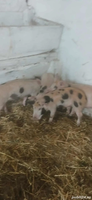 vand purcei 8 saptamani  - imagine 3