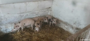 vand purcei 8 saptamani  - imagine 2