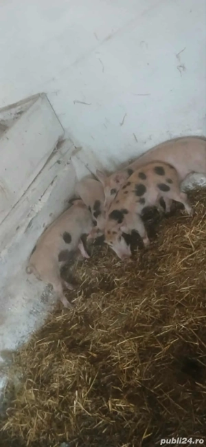 vand purcei 8 saptamani  - imagine 4