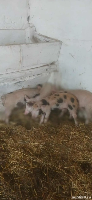 vand purcei 8 saptamani  - imagine 5