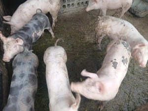 Purceii de vânzare  - imagine 2 Purceii de vânzare  - imagine 2