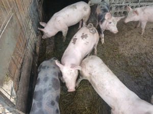 Purceii de vânzare  - imagine 3 Purceii de vânzare  - imagine 3