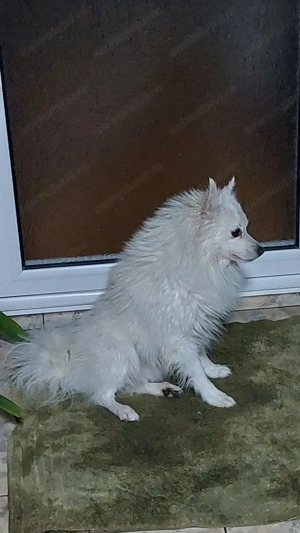 De vânzare vulpino italiano - imagine 2