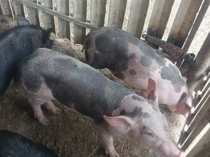 Purcei de 2 luni deparazitati