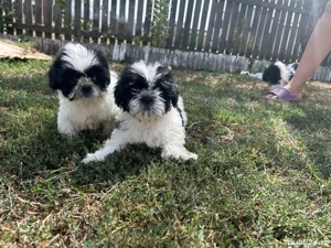 puiuti shihtzu cauta casa  - imagine 2