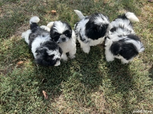 puiuti shihtzu cauta casa 