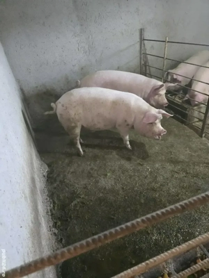 vand porci - imagine 2