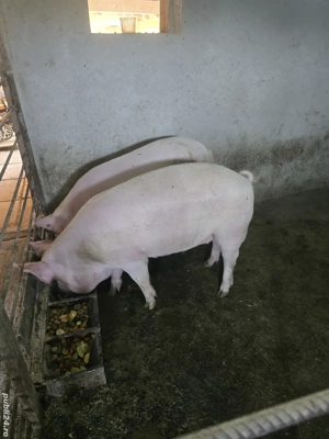 vand porci - imagine 4