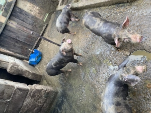 Purcei de vanzare - imagine 2 Purcei de vanzare - imagine 2