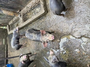 Purcei de vanzare - imagine 3 Purcei de vanzare - imagine 3