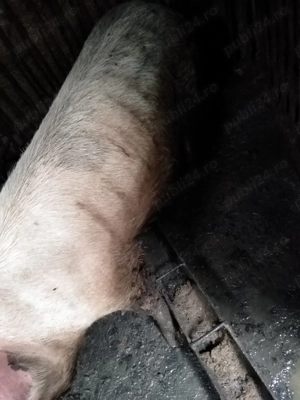 Porci de vanzare  - imagine 2 Porci de vanzare  - imagine 2