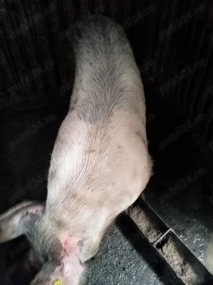 Porci de vanzare 