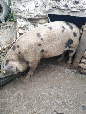 Porci de vanzare  - imagine 4 Porci de vanzare  - imagine 4