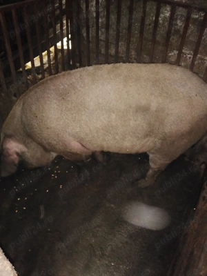 Porci de vanzare  - imagine 3 Porci de vanzare  - imagine 3