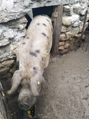 Porci de vanzare  - imagine 5 Porci de vanzare  - imagine 5