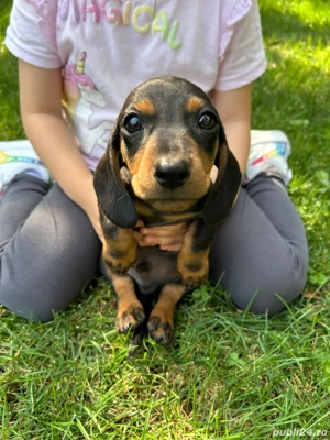 Teckel Daschund Șorecar București SECTOR 3 - imagine 2