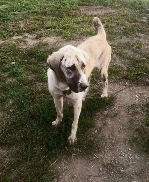 Vand ciobanesc Asia Centrala